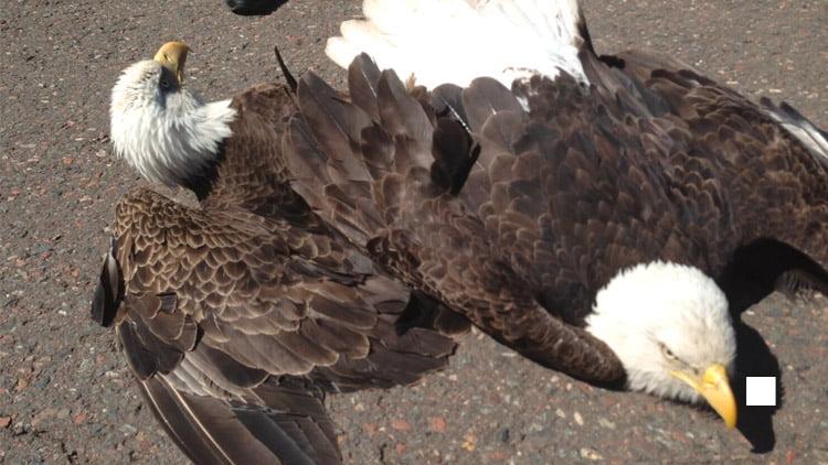 Cover Image for Injured bald eagle rescued from Highway 70 center median Sunday