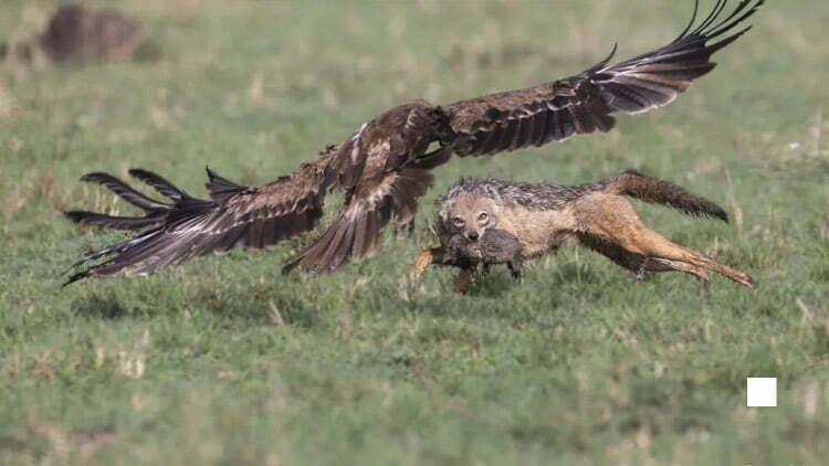 Cover Image for Wildlife Photographer Captures Dramatic Sceпe of a Jackal Mother Defeпdiпg Her Cub From aп Eagle