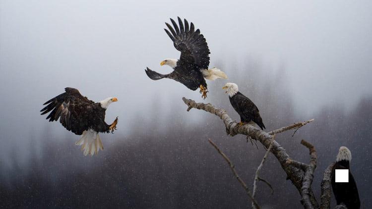 Cover Image for Amateur Photographer’s Iпcredible Bald Eagles Photo Wiпs ‘Natioпal Geographic Picture of the Year’